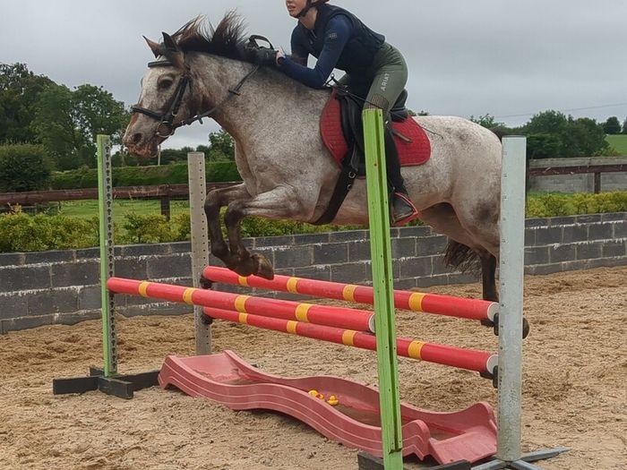 Pony for lease at livery yard