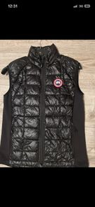 canada goose