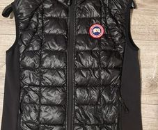 canada goose