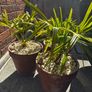 Trachycarpus Fortunei plants in ceramic pots Image 4
