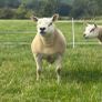 Texel shearlings Image 2