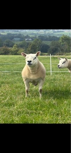 Texel shearlings