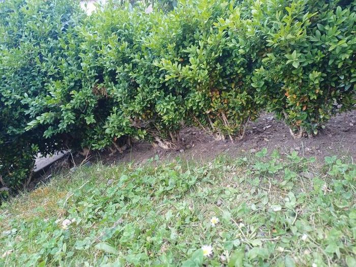 hedges