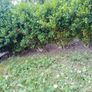 hedges Image 4