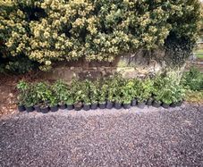 75 Portuguese Laurel Hedging