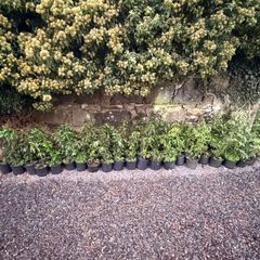 75 Portuguese Laurel Hedging