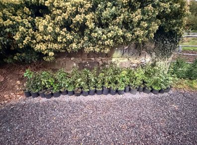 75 Portuguese Laurel Hedging