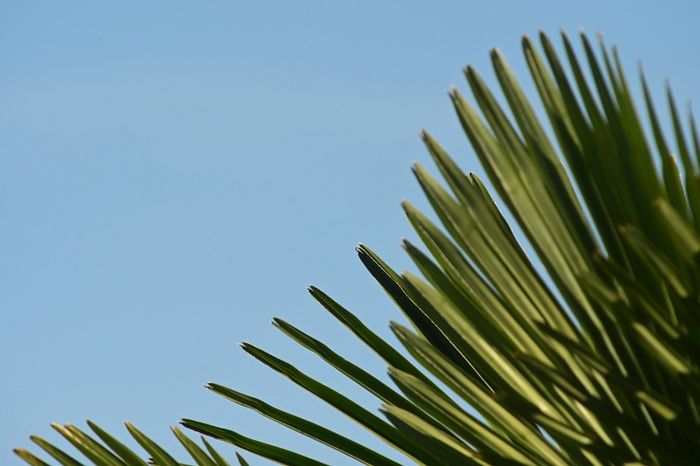 nikon 600mm f5.6 ED
