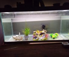 Fish Tanks For Sale