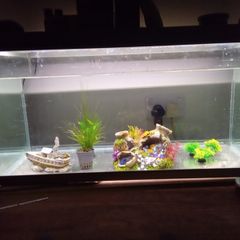 Fish Tanks For Sale