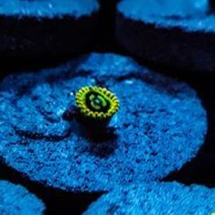 Joda zoa