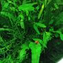 ramshorn snails for aquarium Image 4
