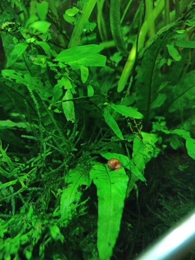 ramshorn snails for aquarium