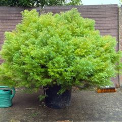japanese cedar - cryptomeria japonica elegans