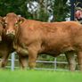 Limousin Sale of Heifers Image 7
