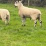 Rams Image 4