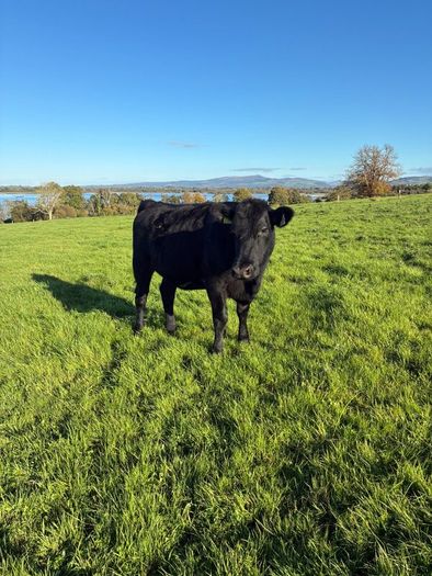 Heifers
