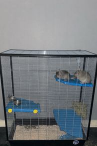Female Sister Chincillas