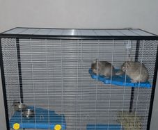Female Sister Chincillas