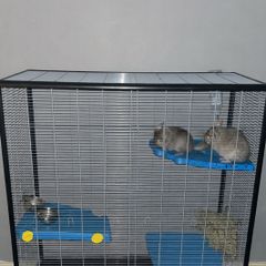Female Sister Chincillas