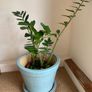 Plant pot Image 6