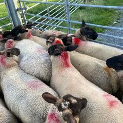 Ewe Lambs Suffock