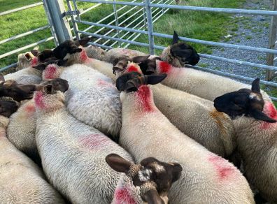 Ewe Lambs Suffock