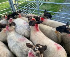 Ewe Lambs Suffock
