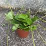 Strawberry runner plants Image 2