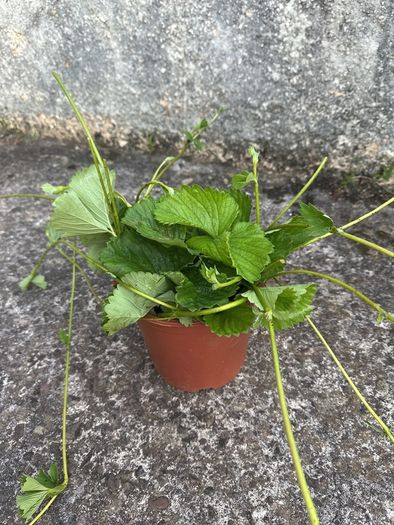 Strawberry runner plants