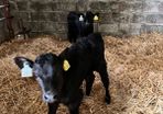 Angus Hereford heifer calves 6 wks old