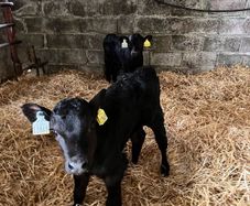 Angus Hereford heifer calves 6 wks old