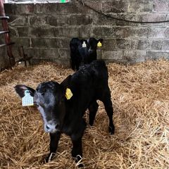 Angus Hereford heifer calves 6 wks old