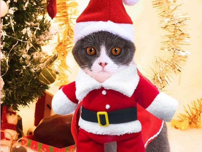 Cat Christmas Outfit, Christmas Pet Clothes Dog Cat Christmas Costume Santa Claus Pet Hoodie Coat for Small Medium Dogs Cats (M Size)