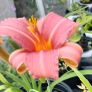 Outdoor plants for sale. Image 8