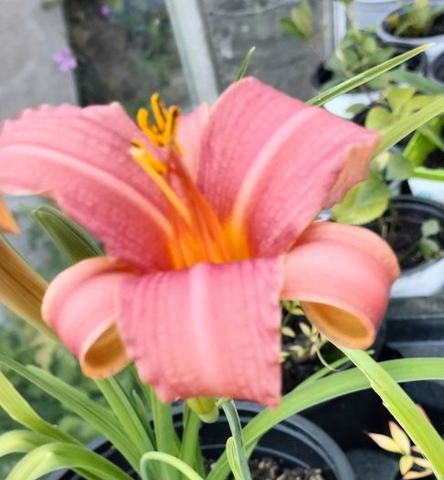 Day lily's. Daylilies, also known as hemerocallis,