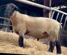 Pedigree Suffolk Hogget Ram