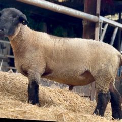 Pedigree Suffolk Hogget Ram