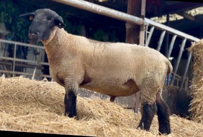 Pedigree Suffolk Hogget Ram