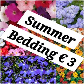 Summer Bedding Flowers