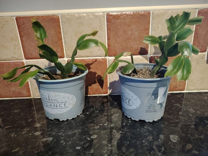 Christmas Cactus Plant