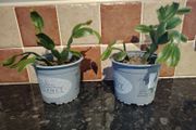 Christmas Cactus Plant