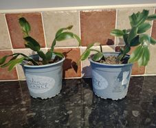 Christmas Cactus Plant