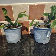 Christmas Cactus Plant