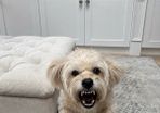 Lost dog