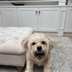 Lost dog