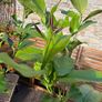 Established 150cm high fruit bearing lemon tree Image 3