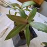 plant tradescantia Image 3