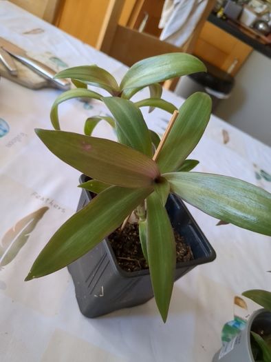plant tradescantia