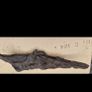 bog oak Image 3
